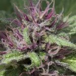 Buy cannabis seeds легко выращивать сорта марихуаны